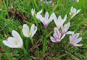 61 Scopriamo altri crocus vernus in fiore